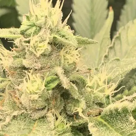 Mental Radiance Growlog