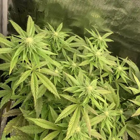 Rainbow Sherbert #11 Notes