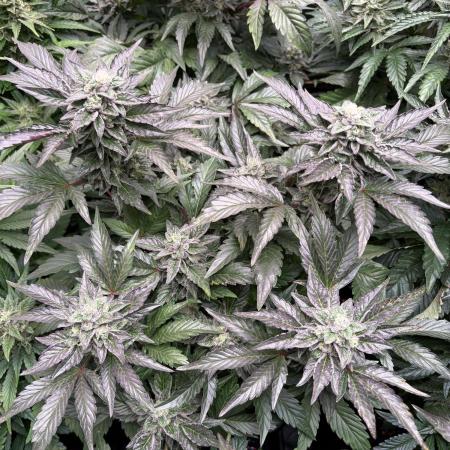 The Fried Banana Diaries