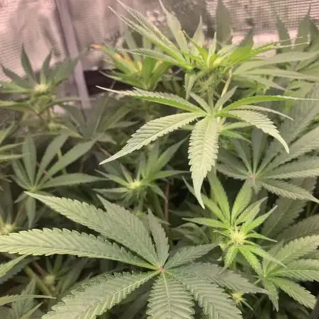 Mental Radiance Growlog