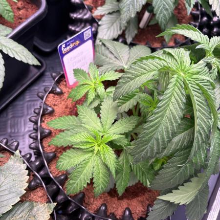 Lemon Cherry Royale – Grow Log