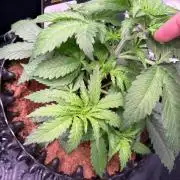 Electric Candy Haze – Grow Diary