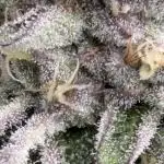 Rainbow Sherbert #11 Notes
