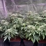 Masterpiece from Start to Harvest