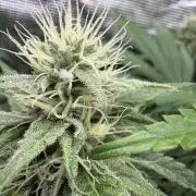 C5 Haze x Zkittlez x Cake  Flavor Run