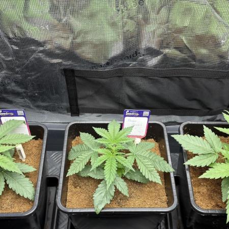 Masterpiece from Start to Harvest