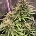 Black Cherry Ice Report