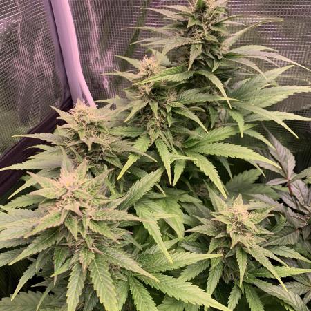 Black Cherry Ice Report