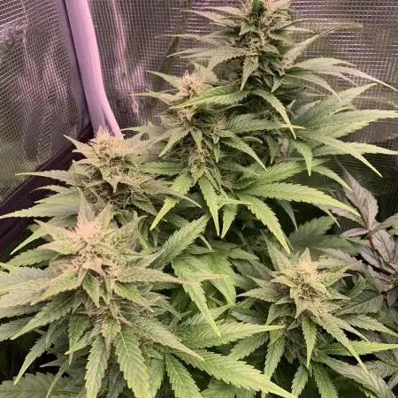 Black Cherry Ice Report