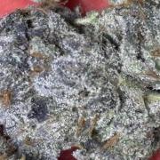 Rainbow Sherbert #11