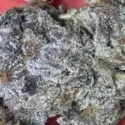 Rainbow Sherbert #11