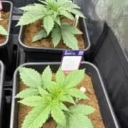 Brake Dust Dreams, Break Pad Breath Grow