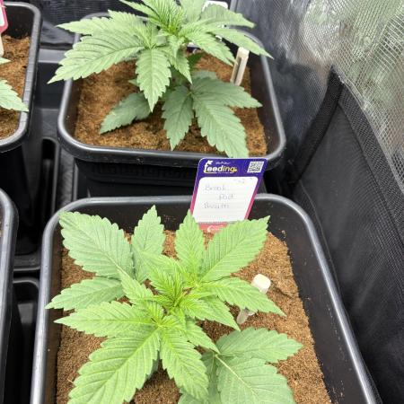 Brake Dust Dreams, Break Pad Breath Grow