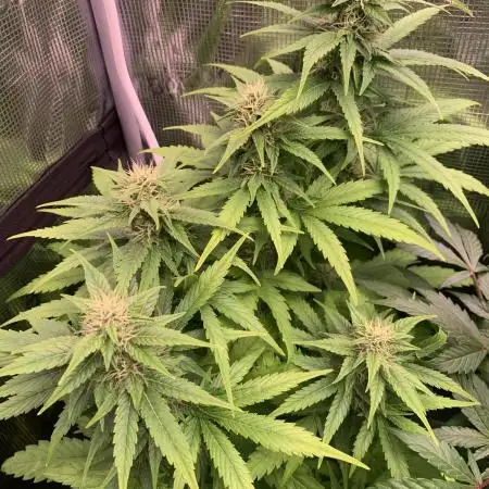 Black Cherry Ice Report