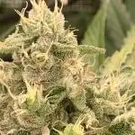 Mental Radiance Growlog