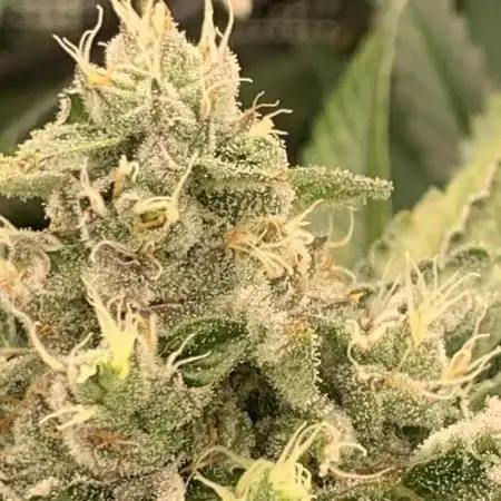 Mental Radiance Growlog