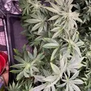 Milk & Terps – Coco Milk Diary