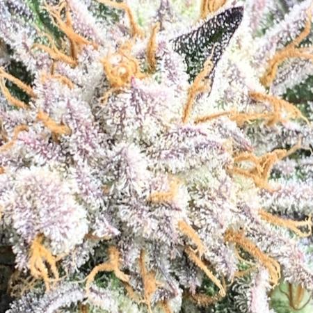 Candy Games #38 Powered by Ethos from Seeds to Harvest