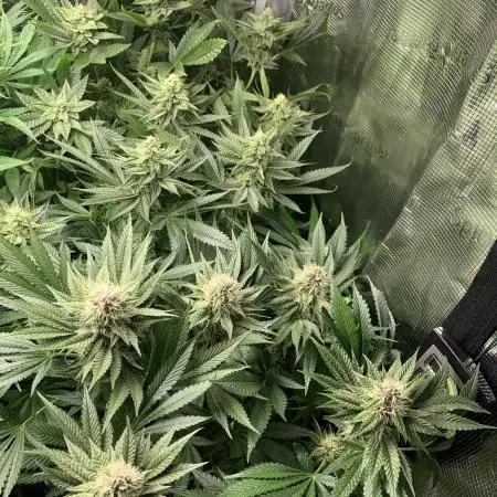 Golden Sands From Seed to Harvest :)