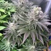 Grape Diamonds x Grandpas Cookies #6