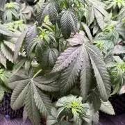 Lemon Cherry Royale – Grow Log