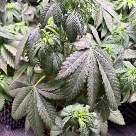 Lemon Cherry Royale – Grow Log