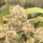 Mental Radiance Growlog