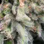 Zesty Zlushie Diaries