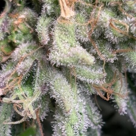 Zesty Zlushie Diaries