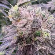 ✨ Strawberry Skilla – Terp Explosion