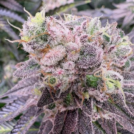✨ Strawberry Skilla – Terp Explosion