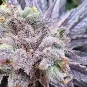 Grape Diamonds x Grandpas Cookies #6
