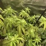 Rainbow Sherbert #11 Notes