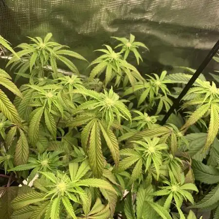 Rainbow Sherbert #11 Notes