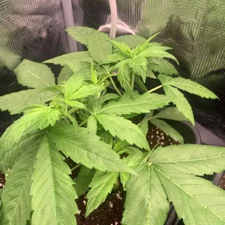 Black Cherry Ice Report