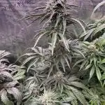 Operation Eyeballz from Start to End