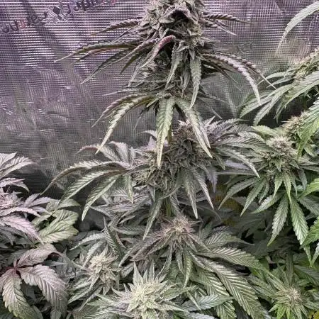 Operation Eyeballz from Start to End