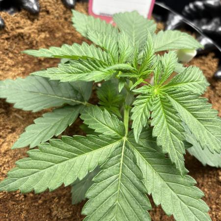 Lemon Cherry Royale – Grow Log