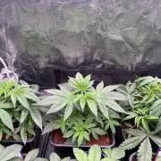 Masterpiece from Start to Harvest