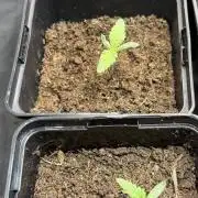 Masterpiece from Start to Harvest