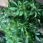 Calypso Sunrocks Cultivation Notes