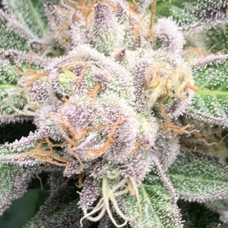 RS11 x Banana OG the Rise of the Rainbow Banana :)