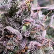 Project Lemon Orange: Zesty & Frosty