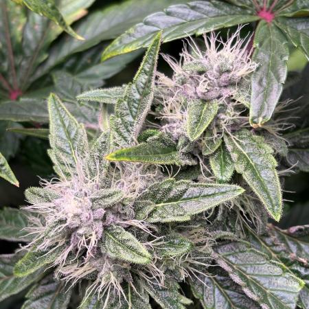 Milk & Terps – Coco Milk Diary