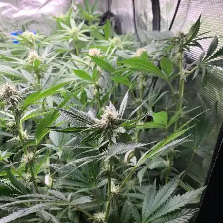 Golden Sands From Seed to Harvest :)
