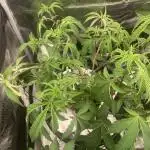 Rainbow Sherbert #11 Notes