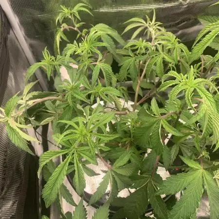 Rainbow Sherbert #11 Notes