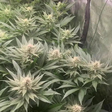 Golden Sands From Seed to Harvest :)