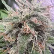 C5 Haze x Zkittlez x Cake  Flavor Run
