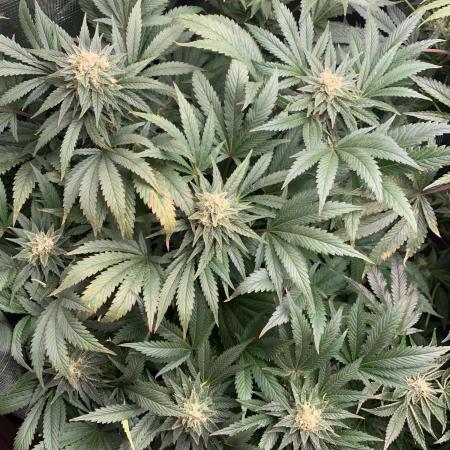 Super Sativa Cup Fast Strain A